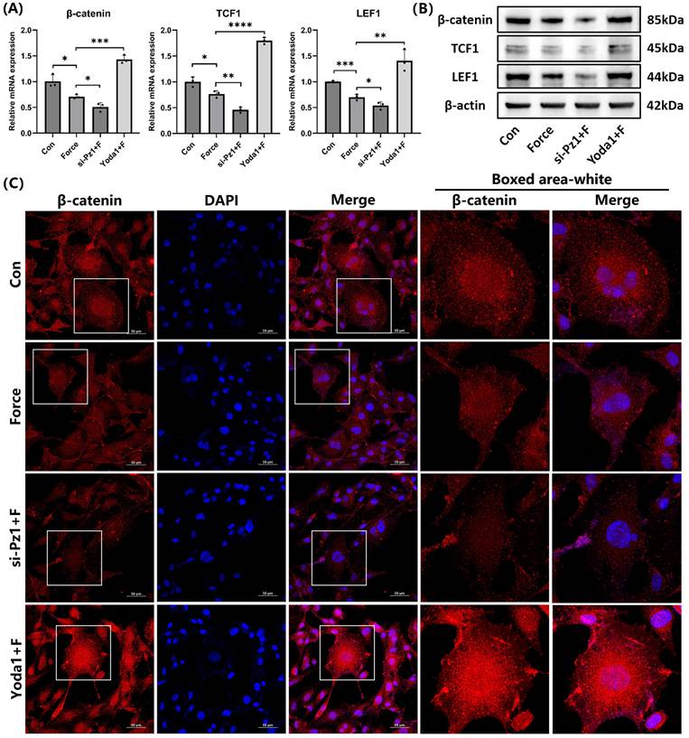 Int J Med Sci Image