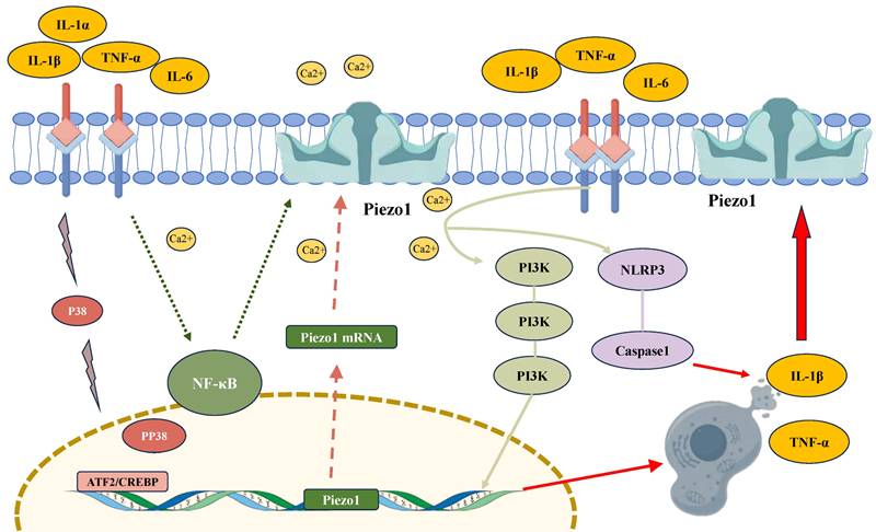 Int J Med Sci Image