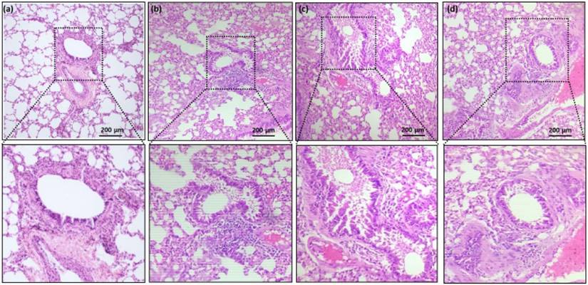 Int J Med Sci Image
