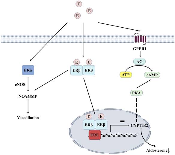 Int J Med Sci Image