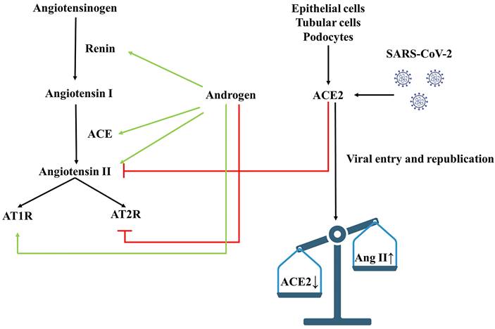 Int J Med Sci Image