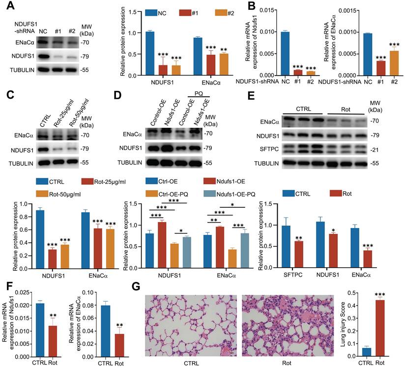 Int J Med Sci Image