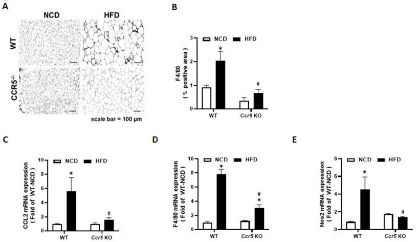 Int J Med Sci Image