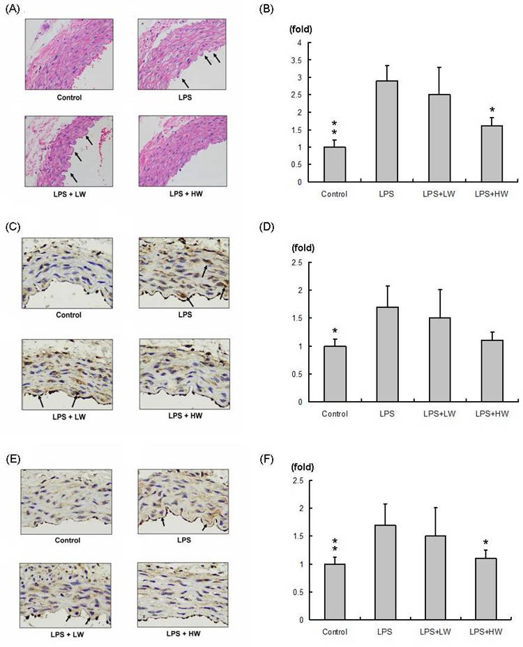 Int J Med Sci Image