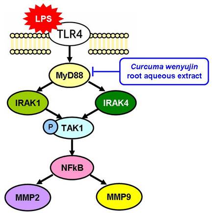 Int J Med Sci Image