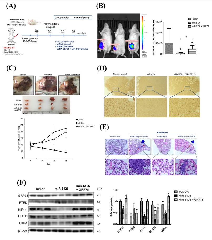 Int J Med Sci Image