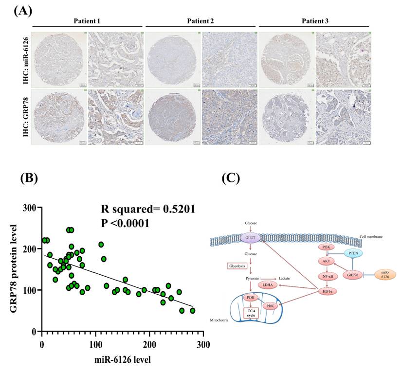 Int J Med Sci Image