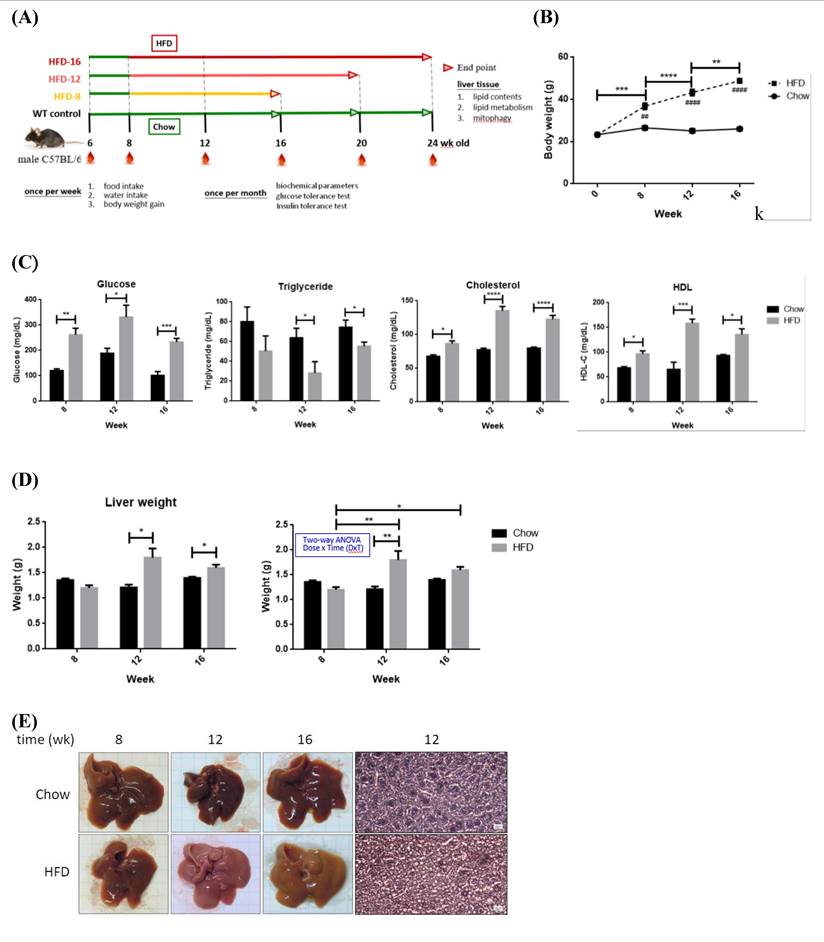 Int J Med Sci Image