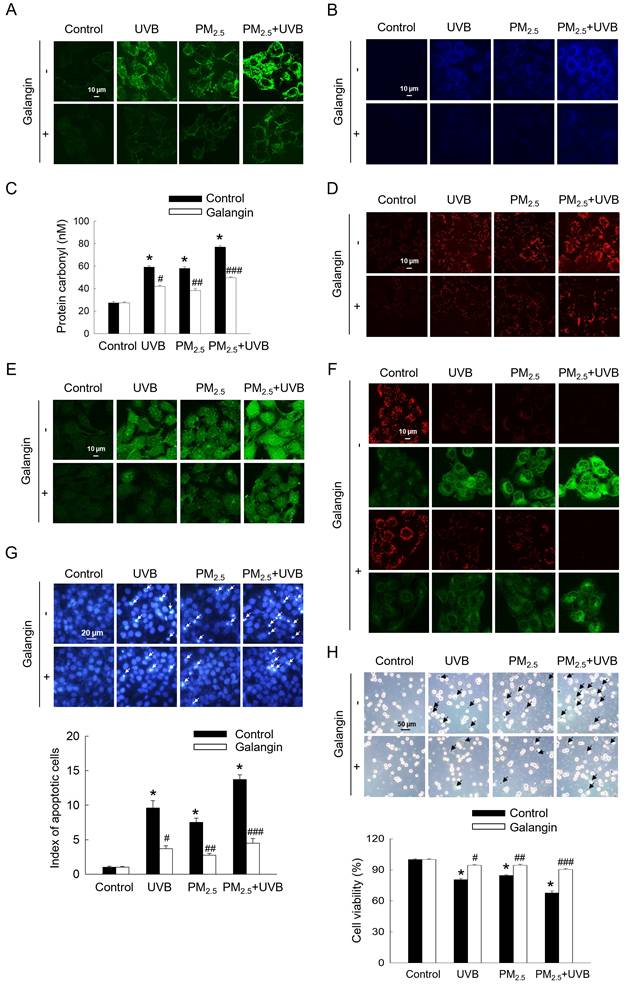 Int J Med Sci Image