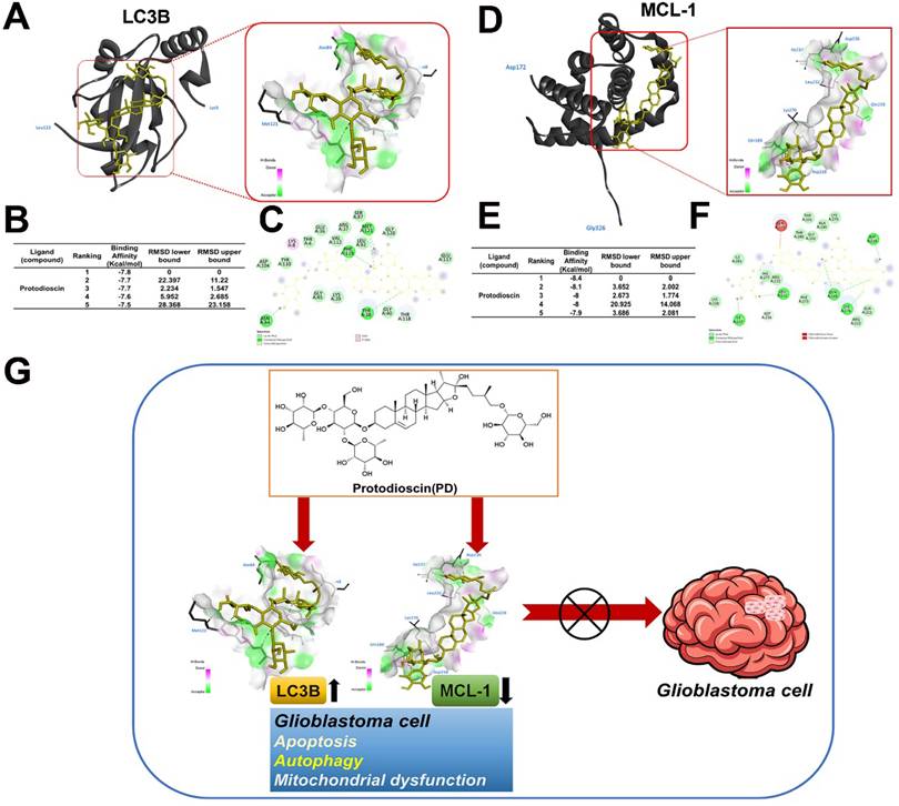 Int J Med Sci Image