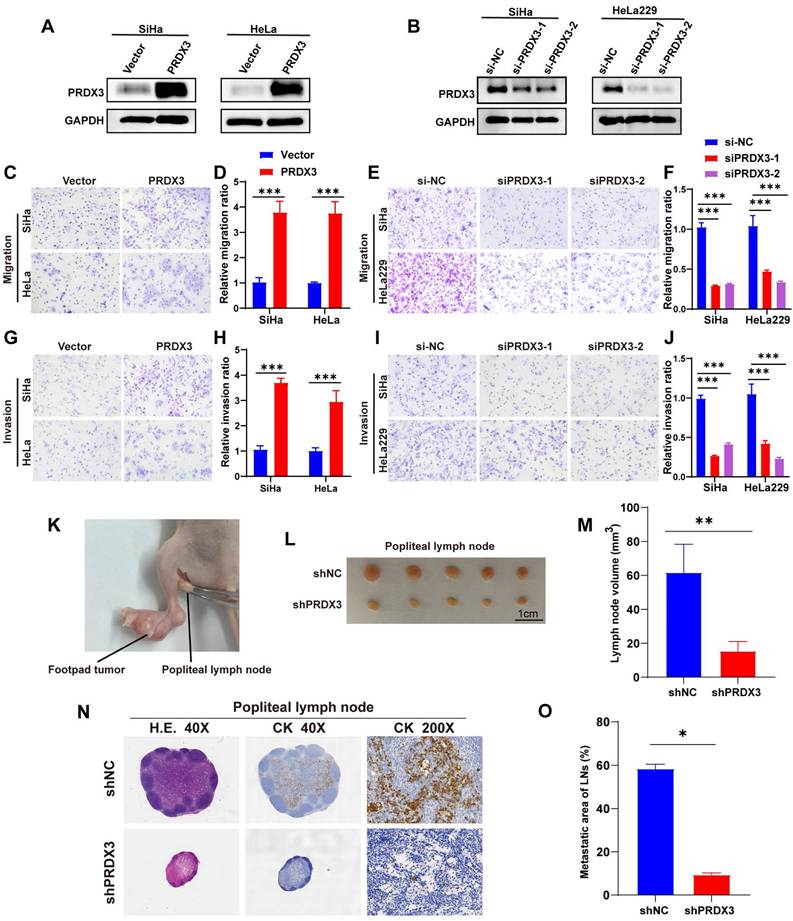 Int J Med Sci Image