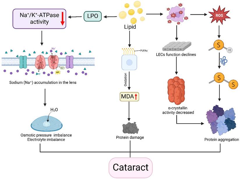 Int J Med Sci Image