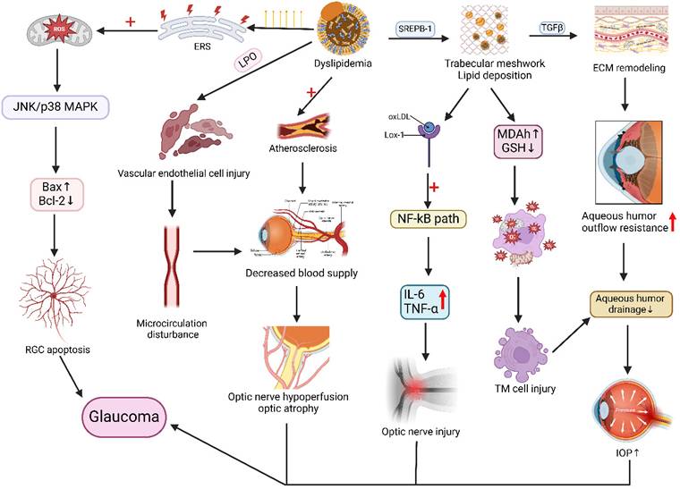 Int J Med Sci Image