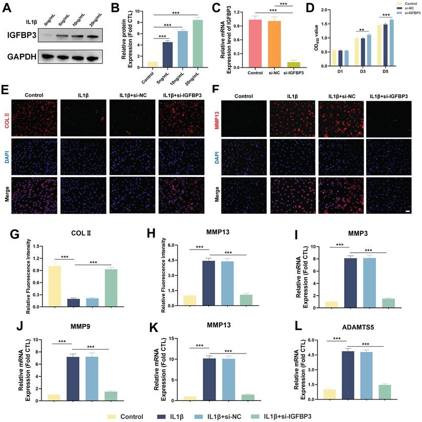 Int J Med Sci Image