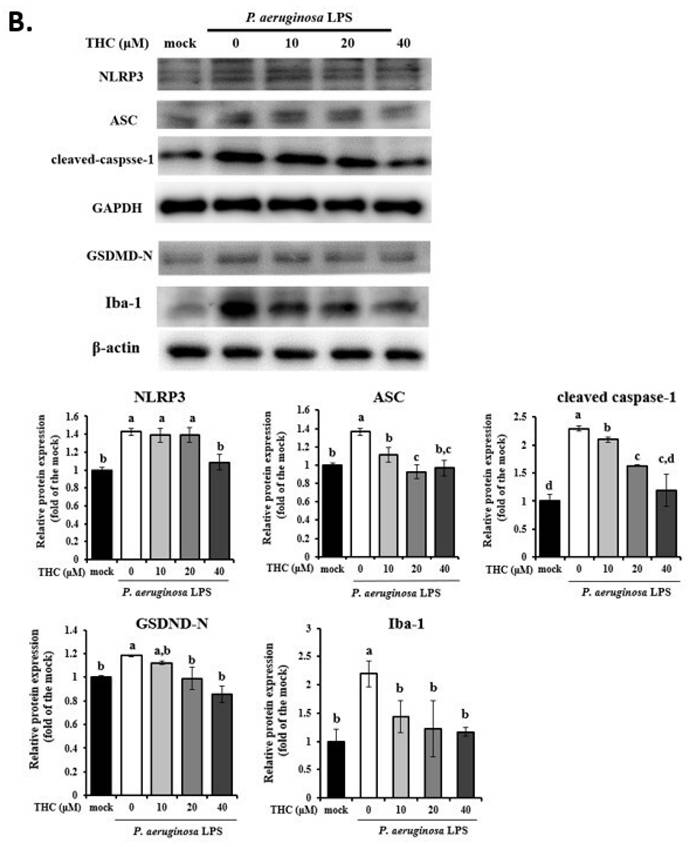 Int J Med Sci Image