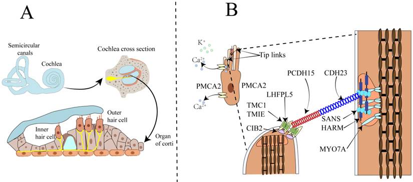 Int J Med Sci Image