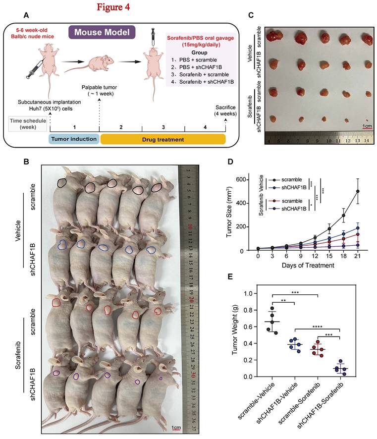 Int J Med Sci Image