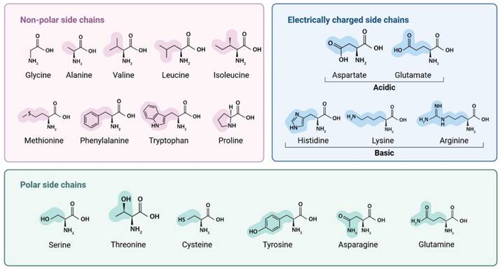 Int J Med Sci Image