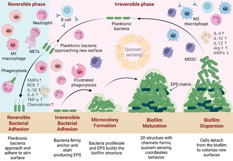 Int J Med Sci Image