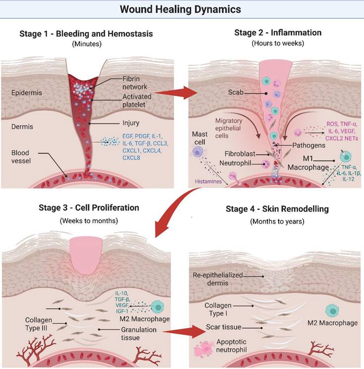 Int J Med Sci Image
