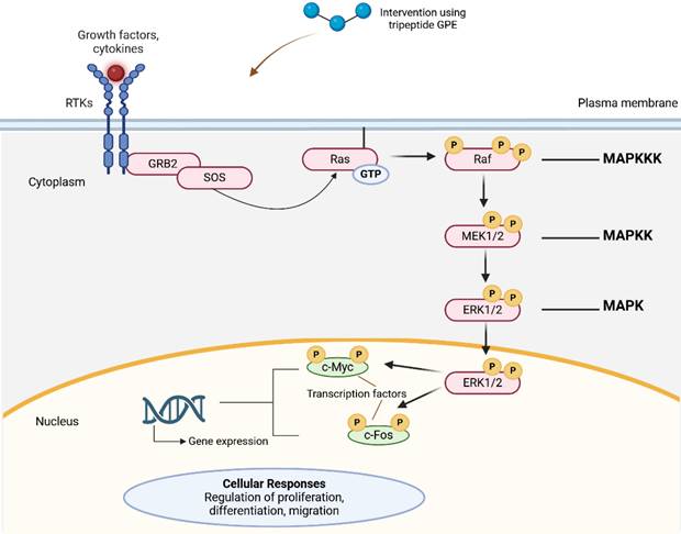 Int J Med Sci Image