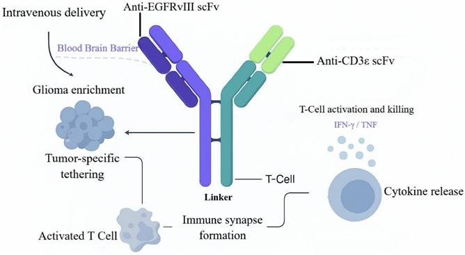 Int J Med Sci Image