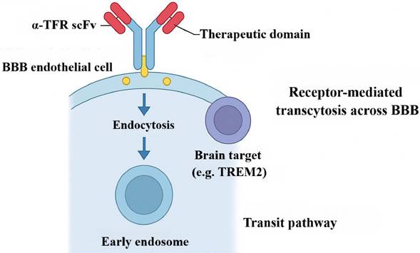 Int J Med Sci Image