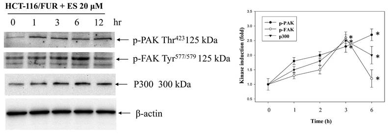 Int J Med Sci Image
