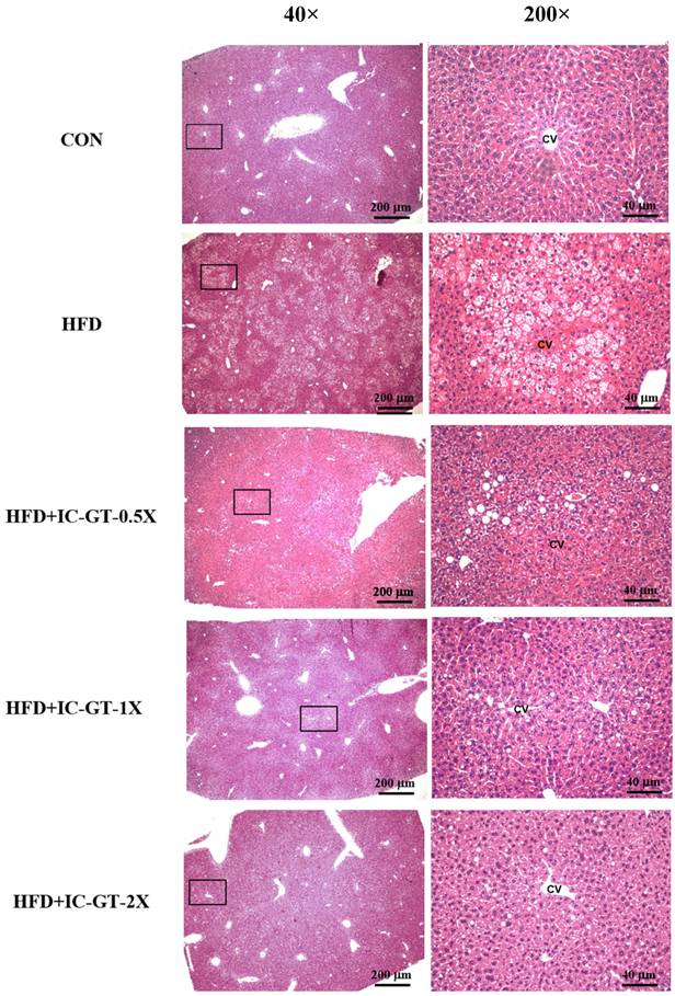 Int J Med Sci Image