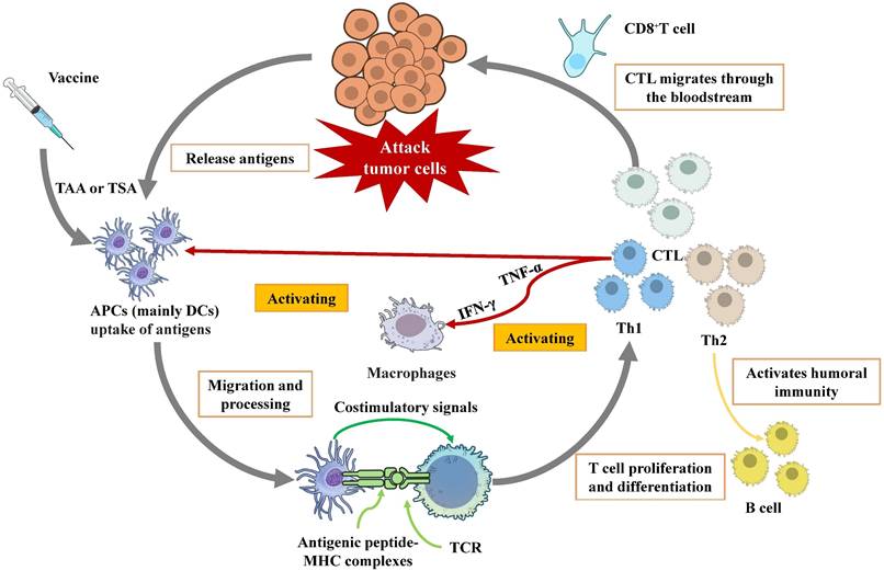 Int J Med Sci Image