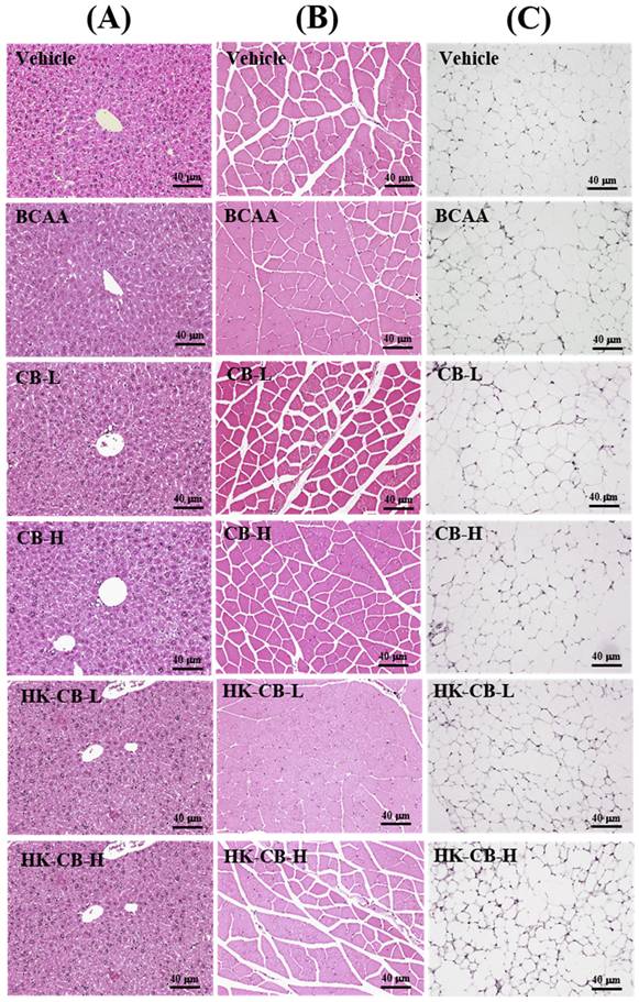 Int J Med Sci Image
