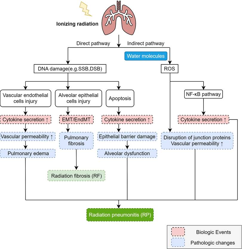 Int J Med Sci Image