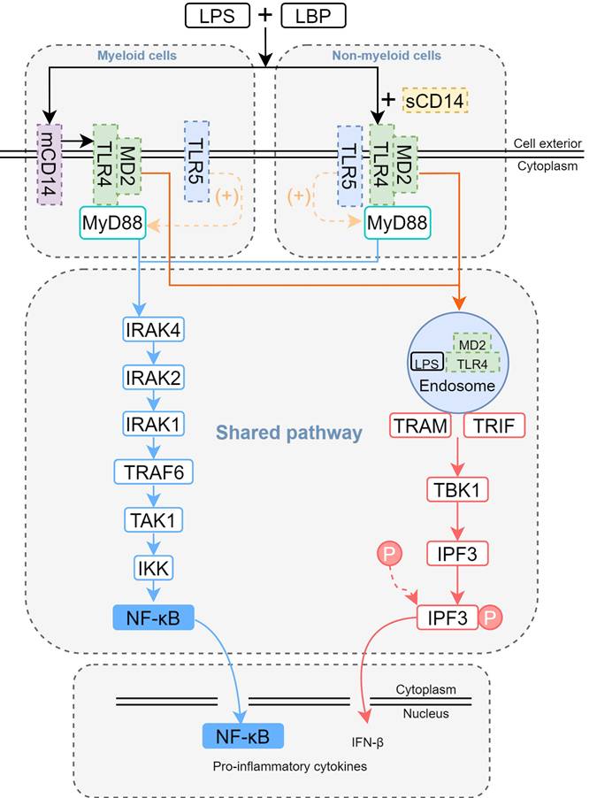 Int J Med Sci Image