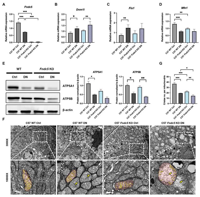 Int J Med Sci Image