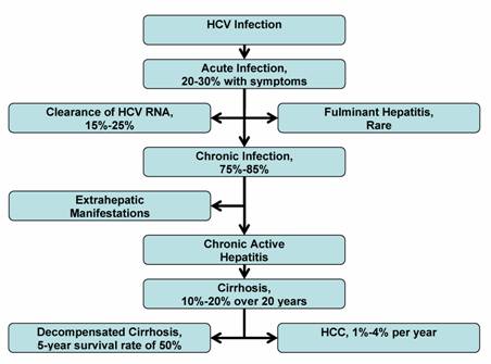 Natural History of HCV Infection