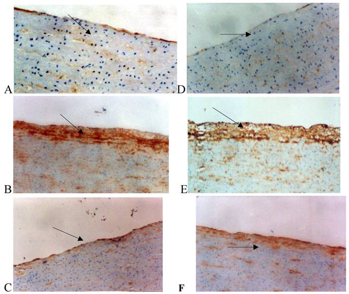 Int J Med Sci Image