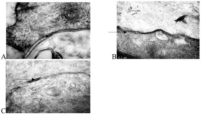 Int J Med Sci Image