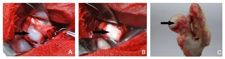 Int J Med Sci Image