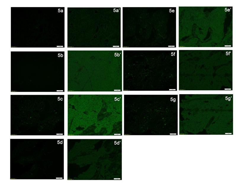 Int J Med Sci Image