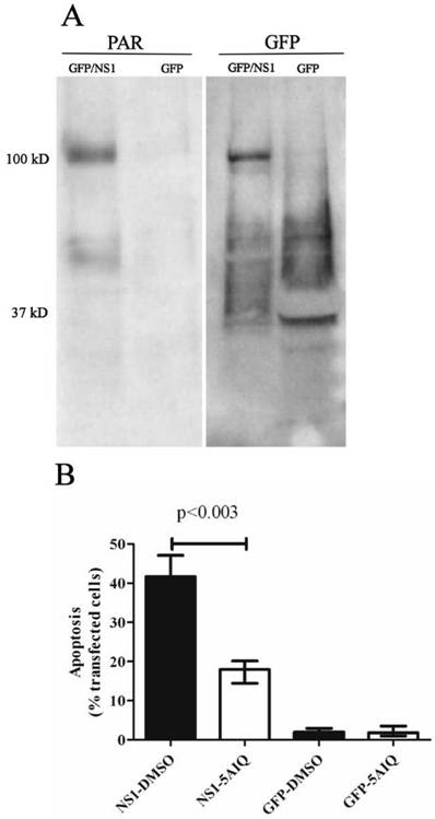 Int J Med Sci Image