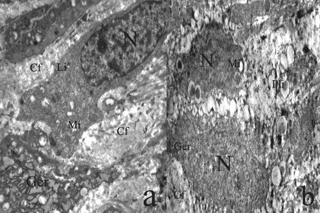 Int J Med Sci Image