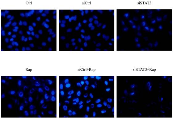 Int J Med Sci Image