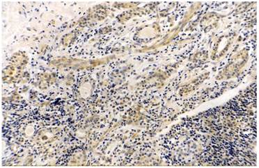 Int J Med Sci Image