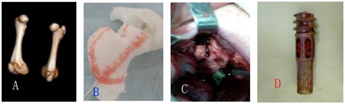 Int J Med Sci Image