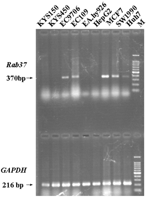 Int J Med Sci Image