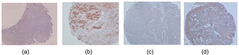 Int J Med Sci Image