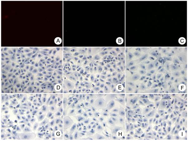 Int J Med Sci Image