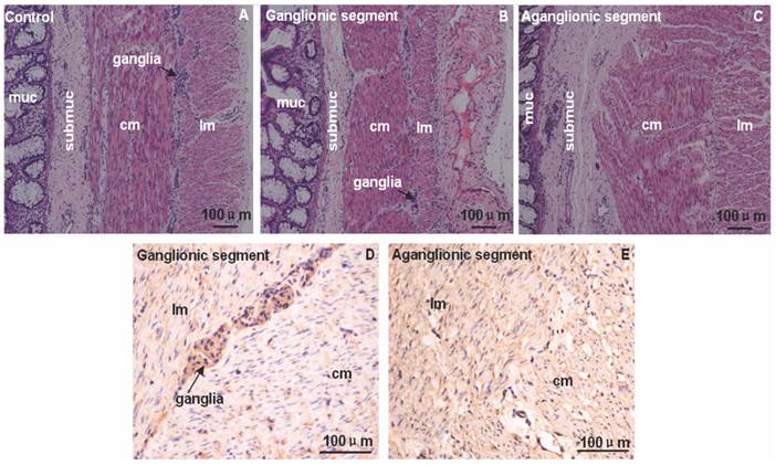 Int J Med Sci Image