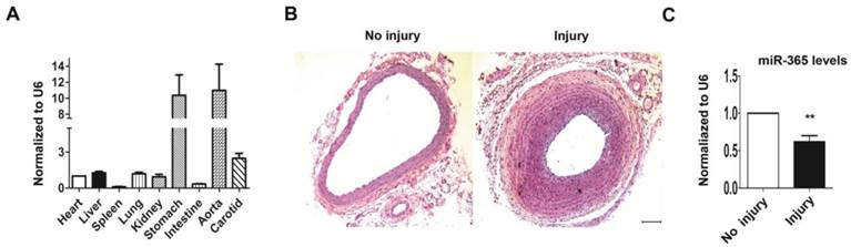 Int J Med Sci Image