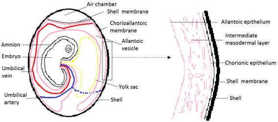 Application of the Chick Embryo Chorioallantoic Membrane in